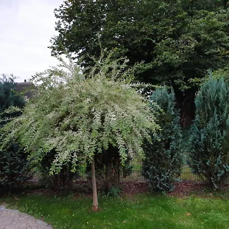 Familienidyll Usedom Mit Garten & Wlan Цинновиц